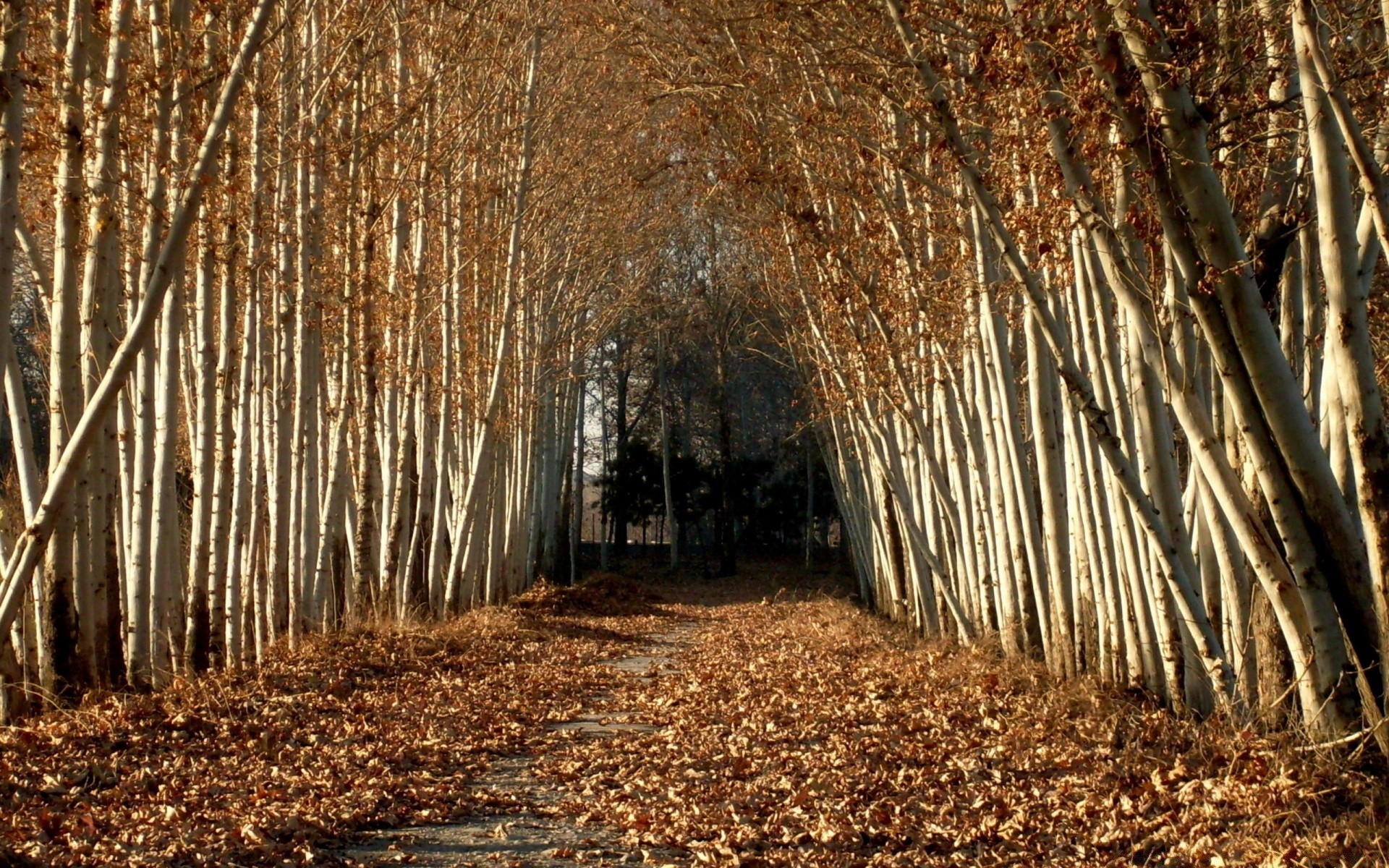 jesień drewno natura liść drzewa jesień oddział sezon na zewnątrz pulpit park kora krajobraz flora świt