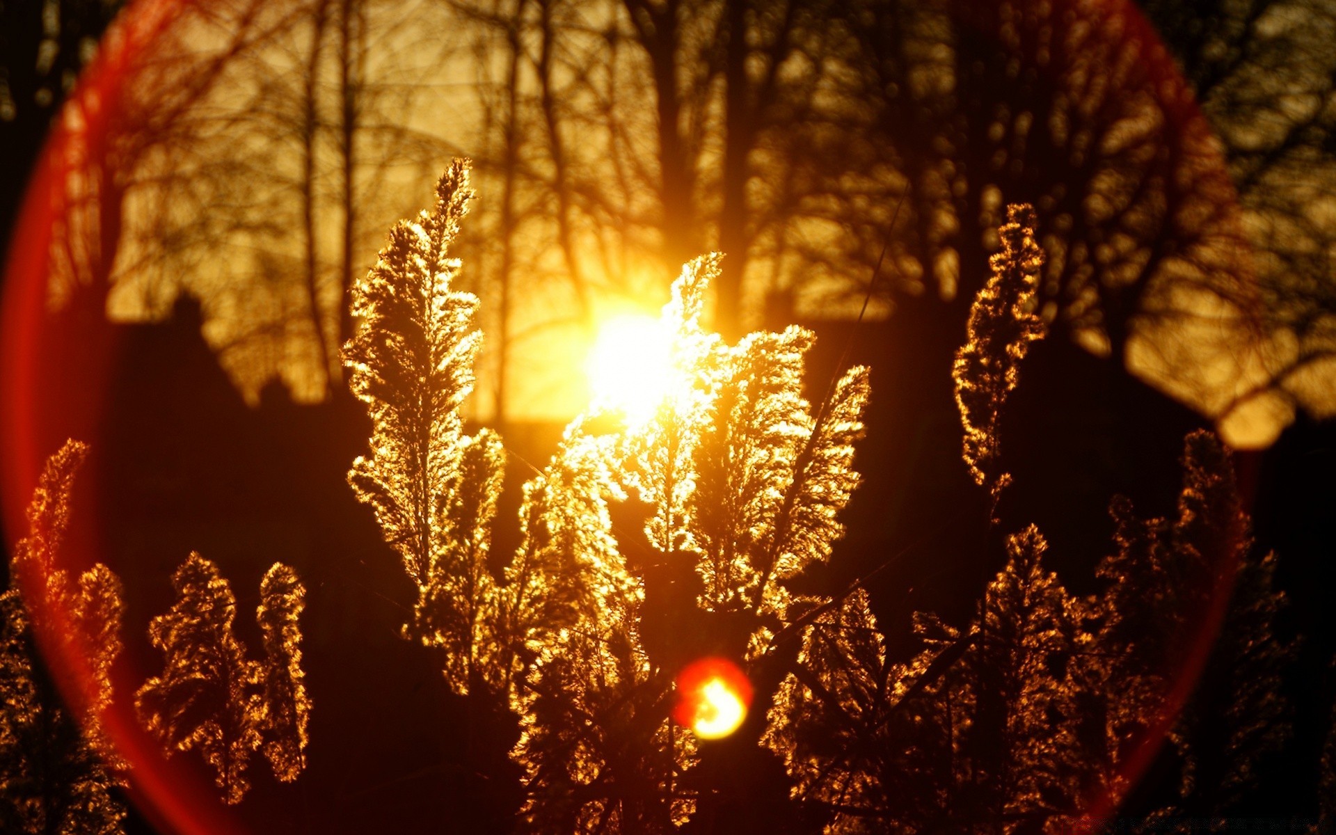 otoño otoño al aire libre naturaleza árbol madera sol amanecer hoja brillante luz buen tiempo invierno puesta de sol paisaje