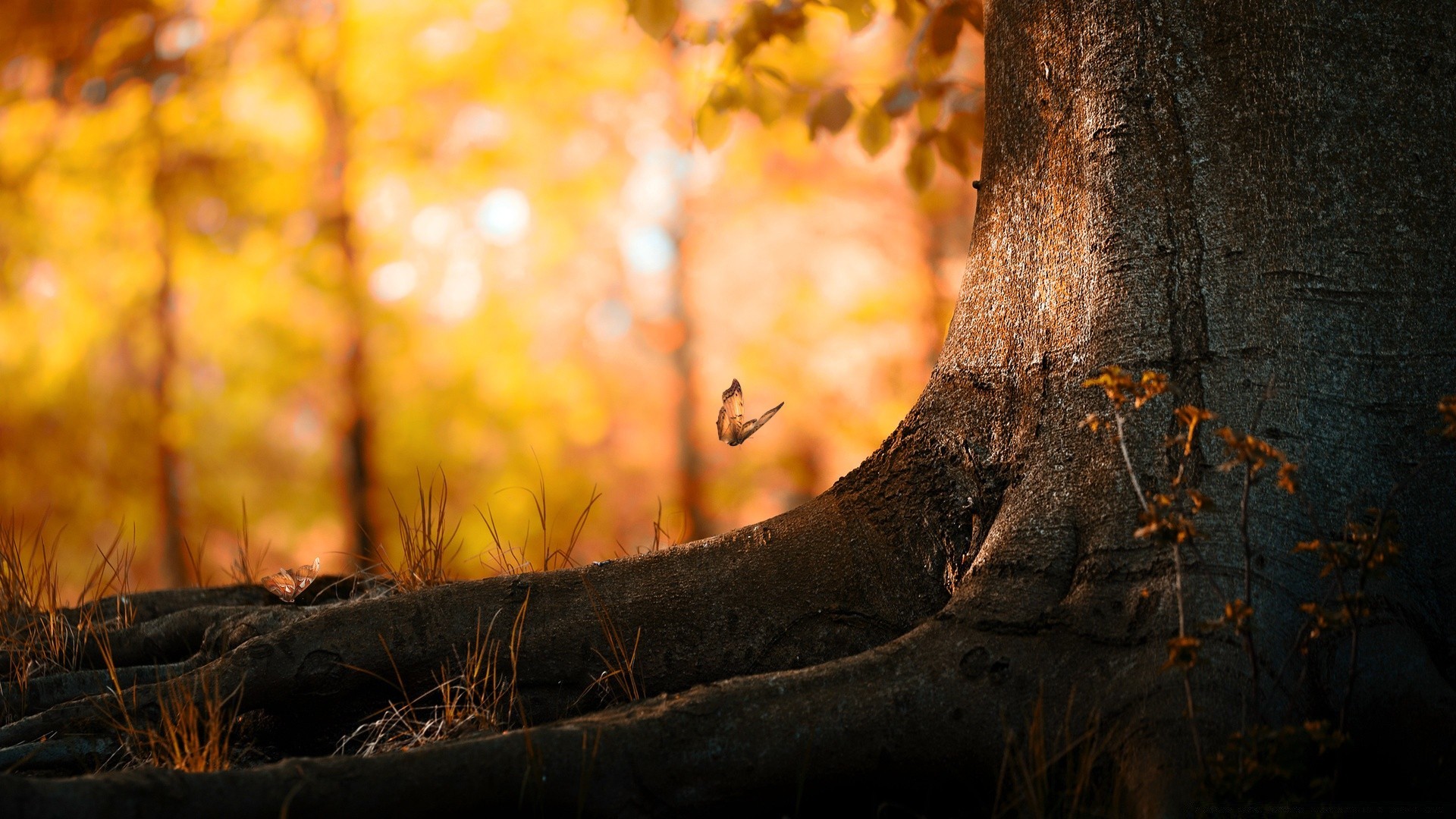 herbst herbst holz holz natur blatt park landschaft dämmerung im freien licht sonnenuntergang farbe sonne gold