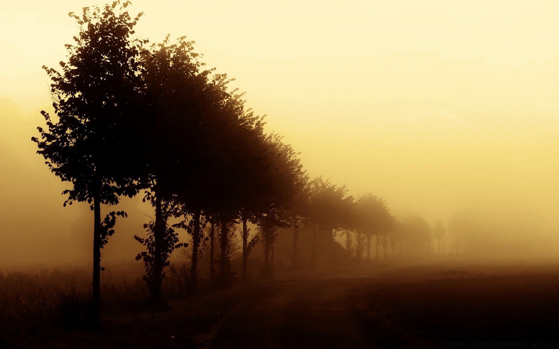 automne brouillard aube brouillard coucher du soleil paysage arbre rétro-éclairé soleil silhouette soirée hiver nature automne météo crépuscule brume à l extérieur ciel bois