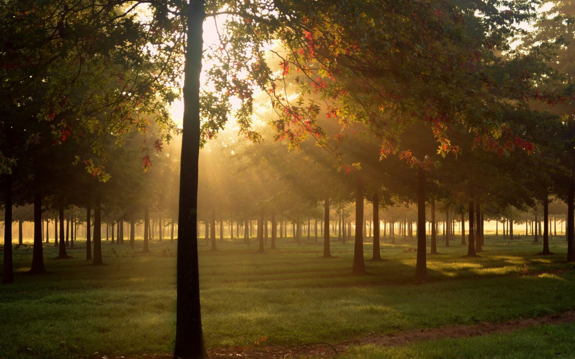 autunno albero alba autunno nebbia nebbia paesaggio sole foglia parco legno natura luce ramo bel tempo