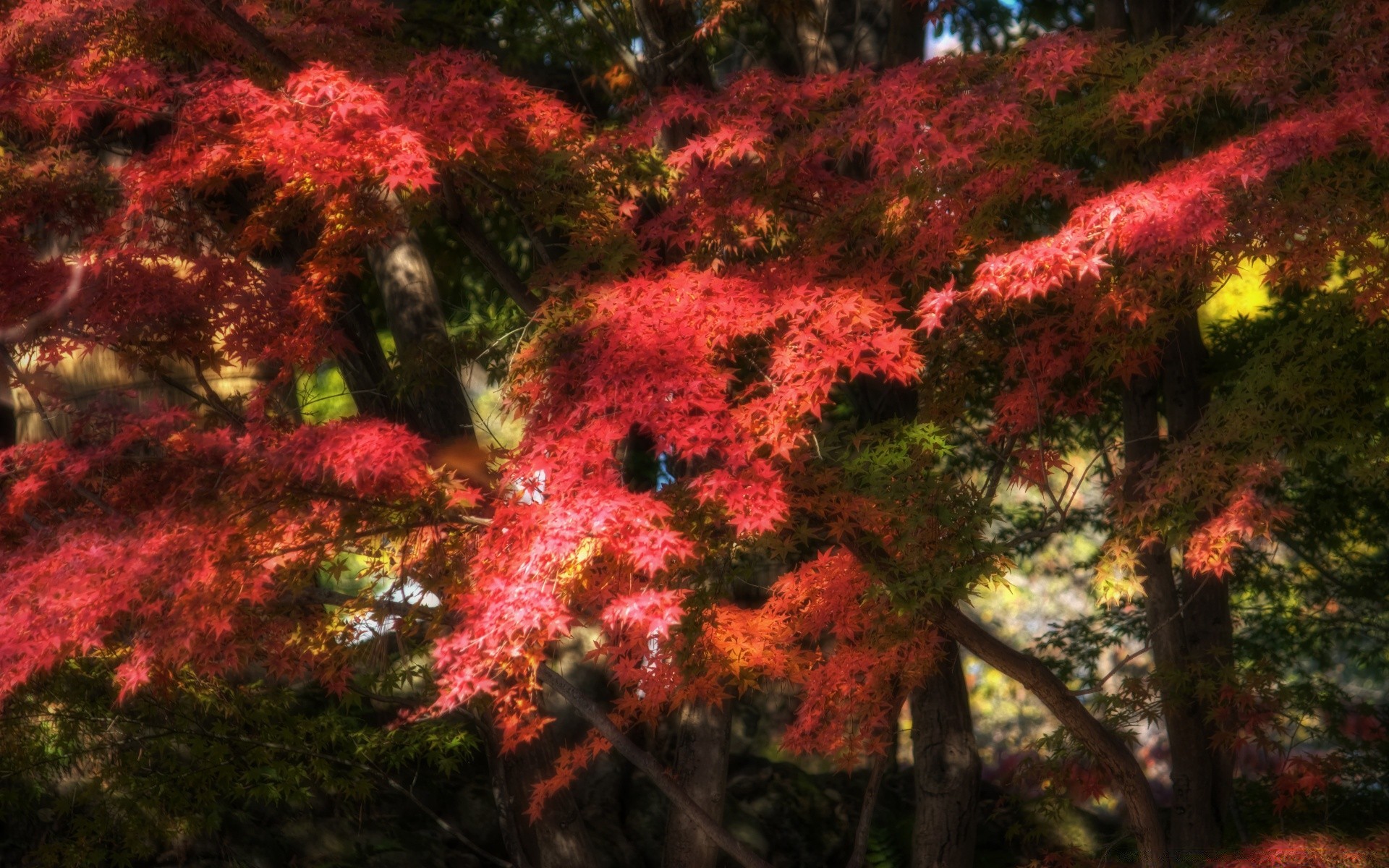 autumn tree fall leaf maple nature season landscape park color outdoors flora wood branch bright lush garden environment