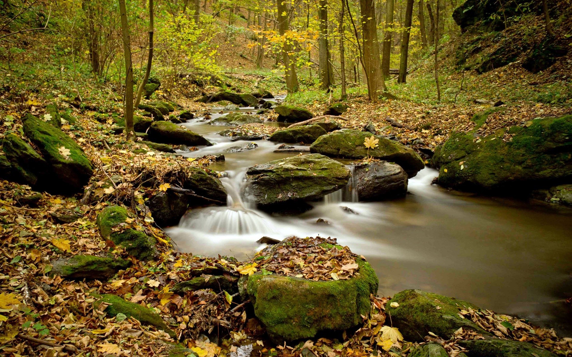 automne automne bois nature feuille rivière eau ruisseau paysage ruisseau arbre à l extérieur rock mousse cascade parc voyage scénique saison