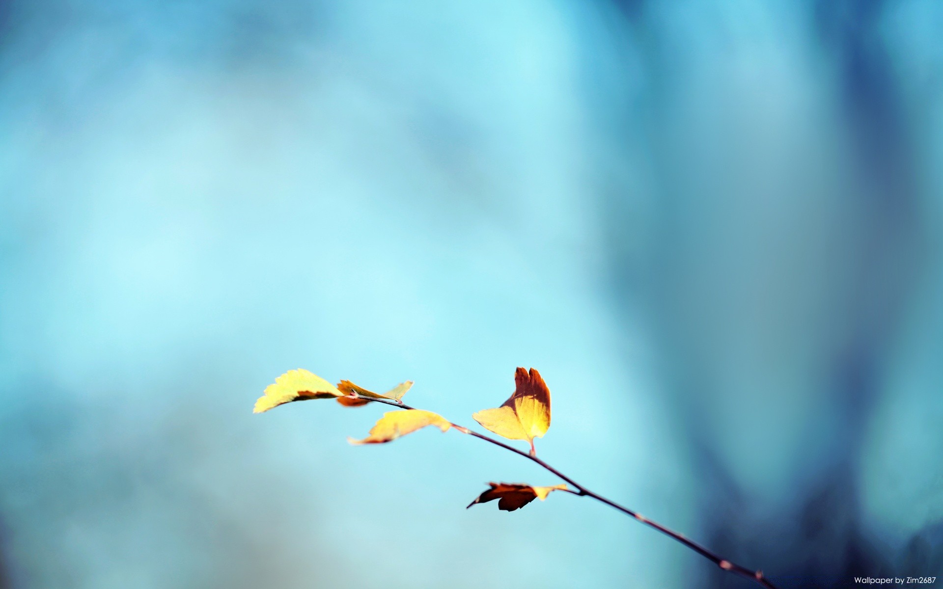 automne flou nature à l extérieur oiseau ciel la faune hiver beau temps feuille dof