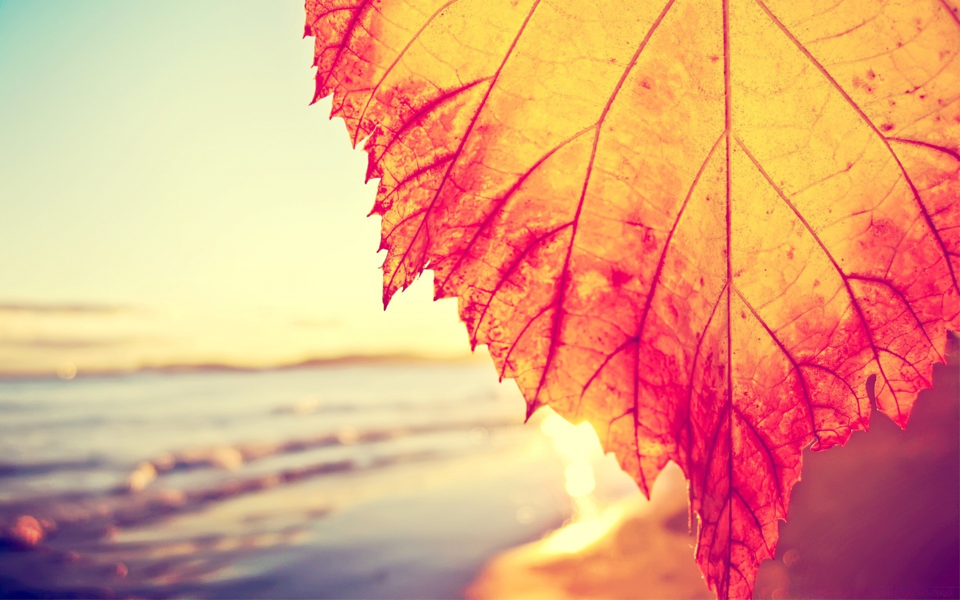 herbst herbst blatt ahorn natur hell farbe desktop baum im freien flora licht veränderung saison wachstum wasser