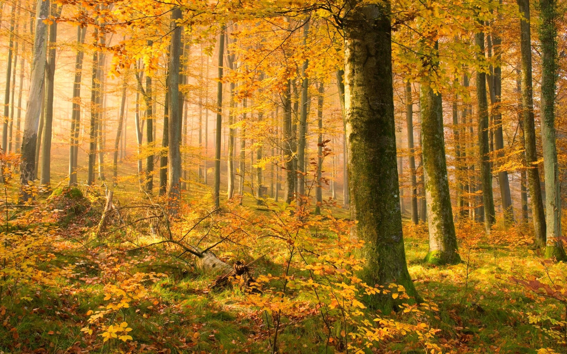 autunno autunno foglia legno albero paesaggio parco stagione acero natura alba nebbia bel tempo nebbia faggio paesaggio scenico oro ramo deciduo ambiente