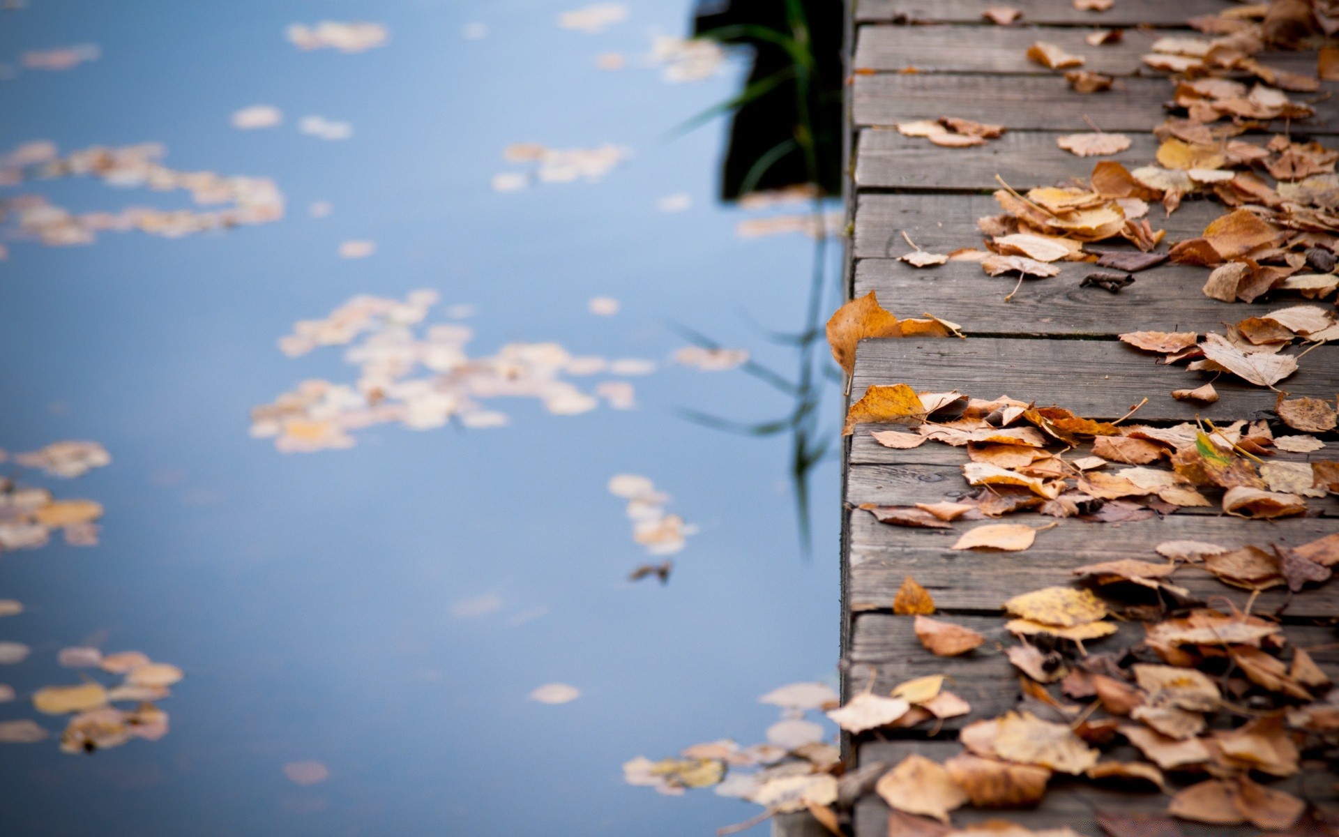 autumn desktop tree outdoors nature old wood abstract