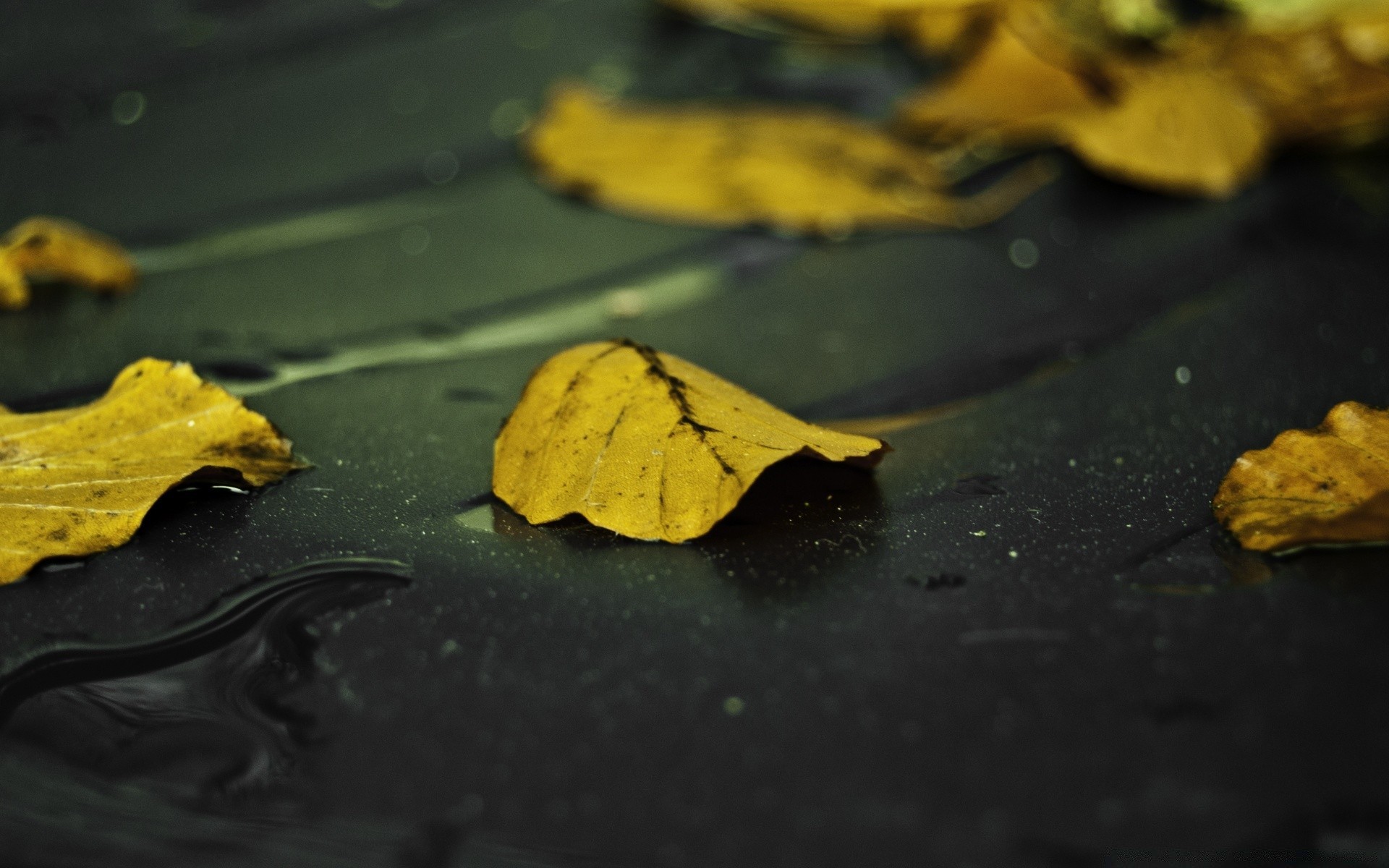 autumn fall still life blur desktop wood color food nature leaf water