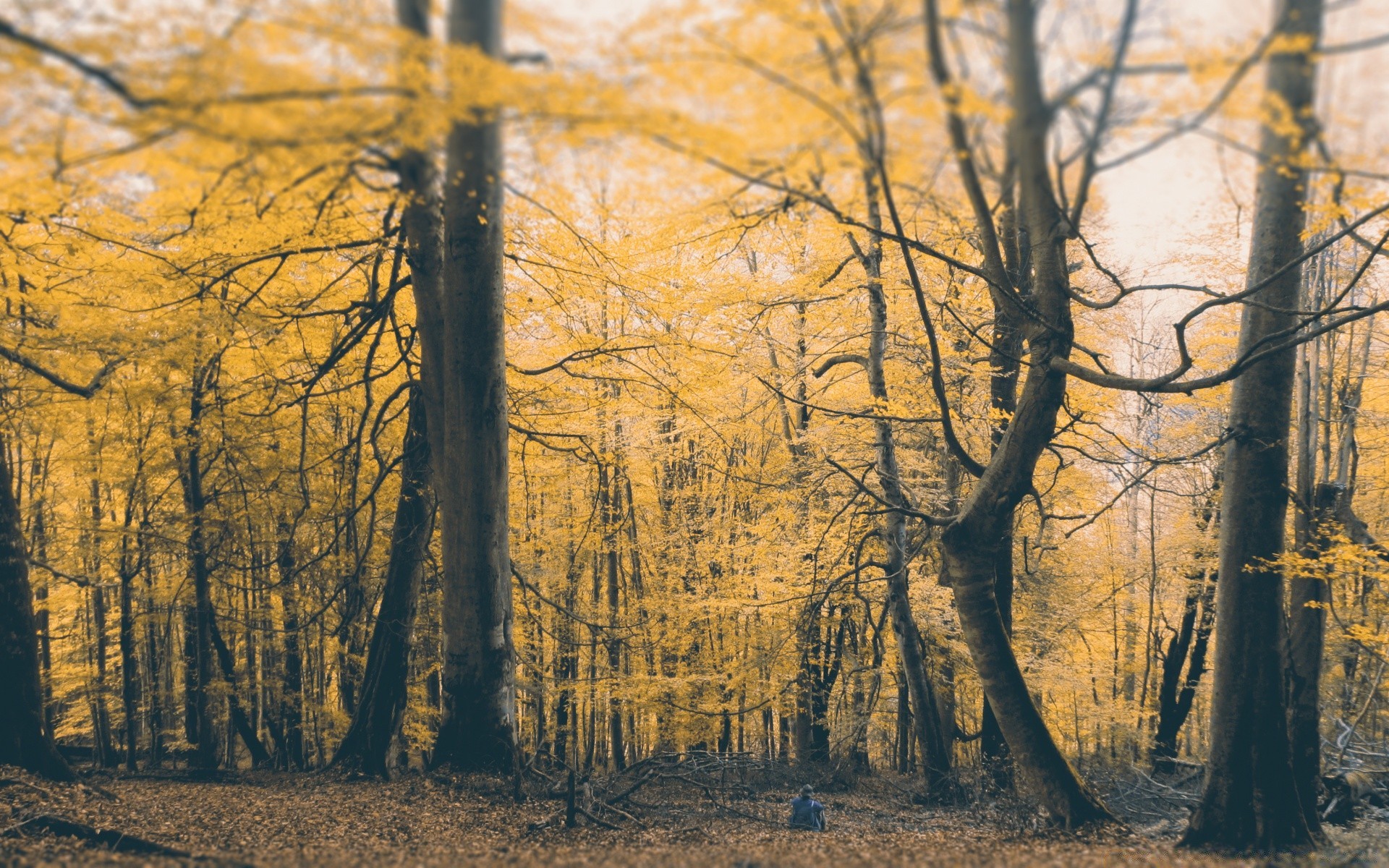 automne automne arbre bois paysage feuille branche aube nature saison brouillard parc brouillard environnement scénique or rétro-éclairé beau temps paysage à l extérieur