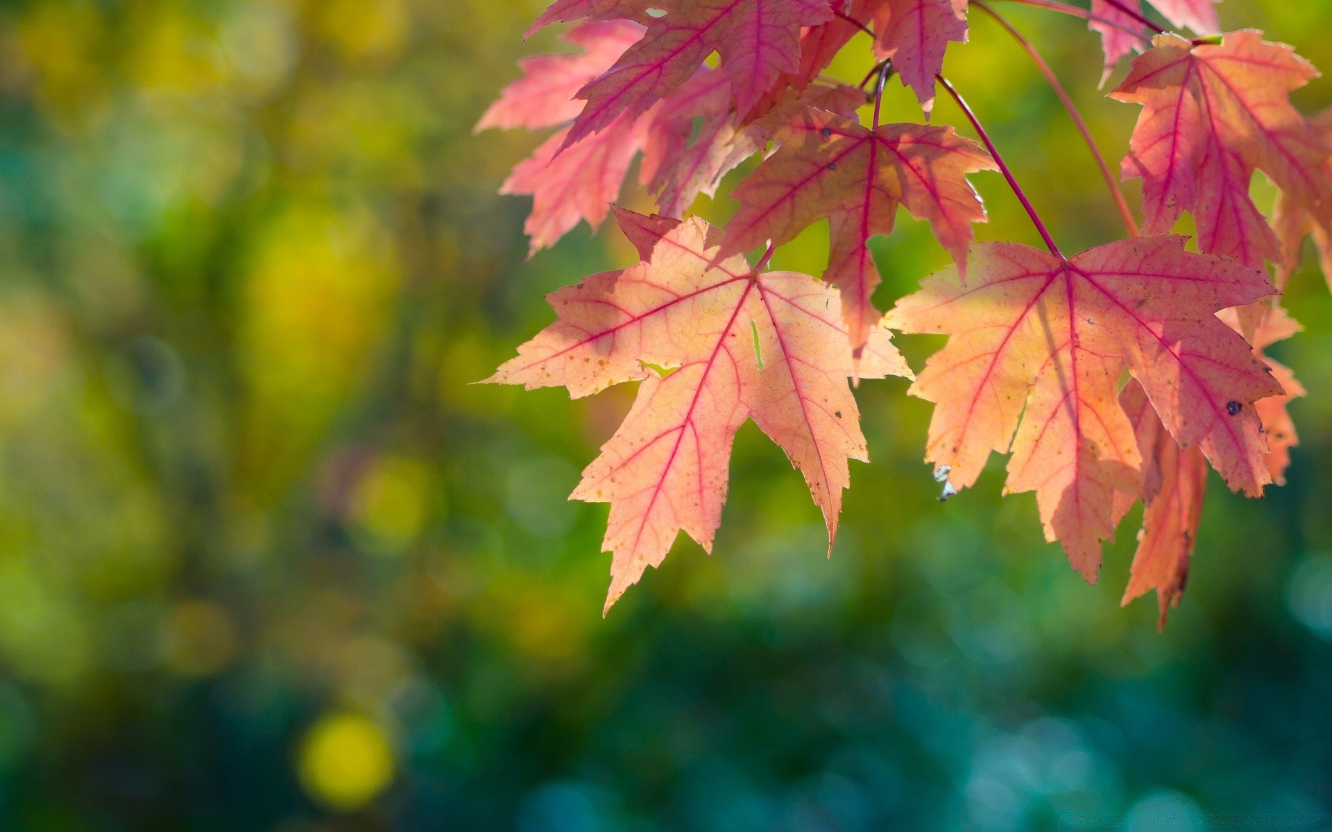 herbst blatt herbst natur hell ahorn im freien flora jahreszeit farbe üppig wachstum baum gutes wetter