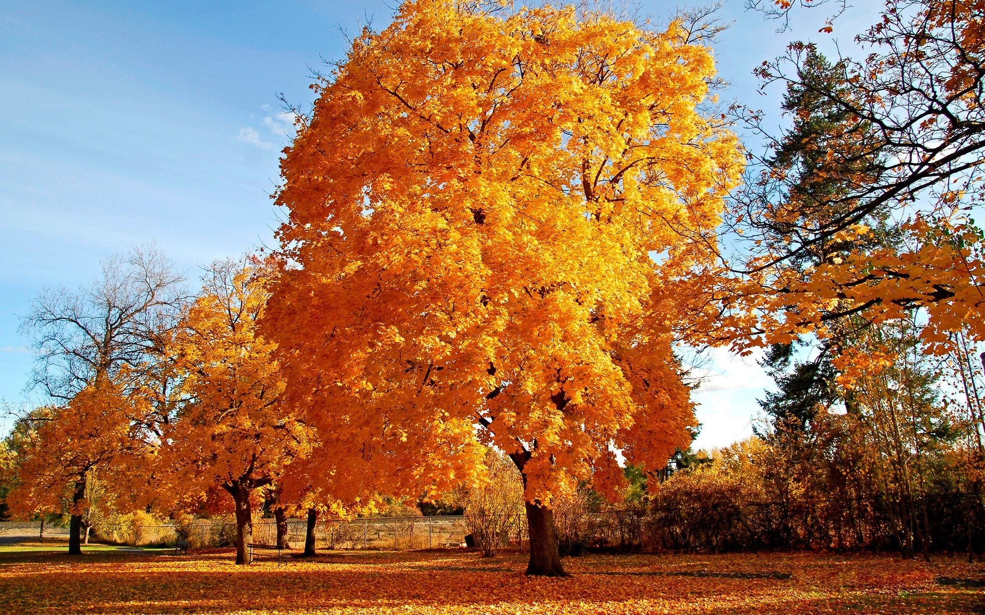 autumn fall tree leaf season park landscape wood nature branch gold maple scene outdoors bright scenic fair weather scenery rural color