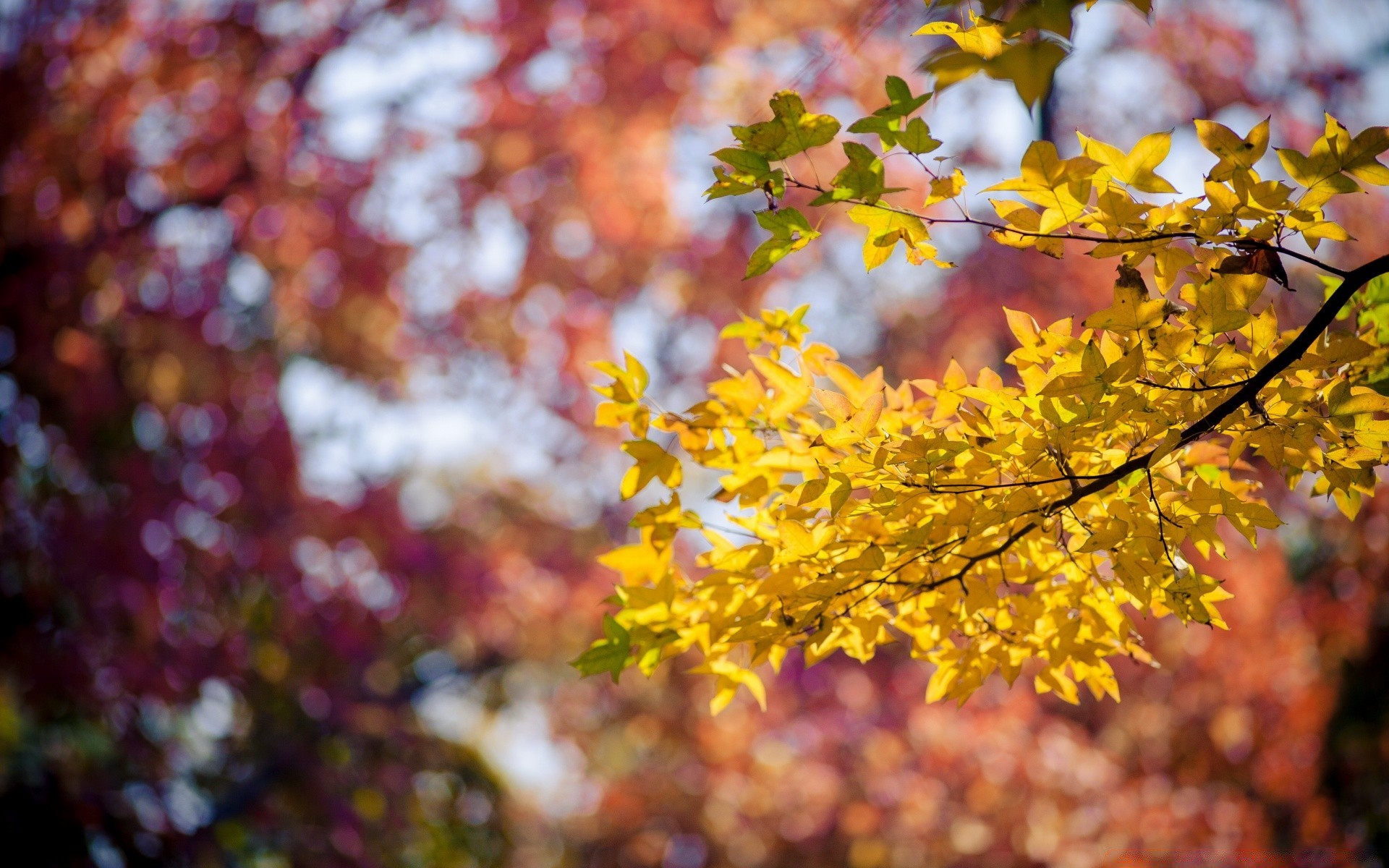 autunno foglia autunno albero stagione natura ramo luminoso parco flora colore bel tempo acero sole all aperto paesaggio oro