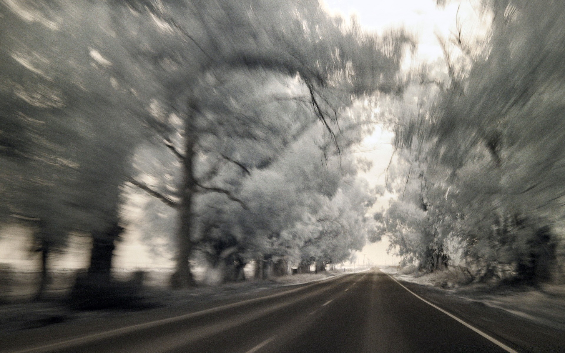 autumn road monochrome street tree fog landscape guidance mist fall light