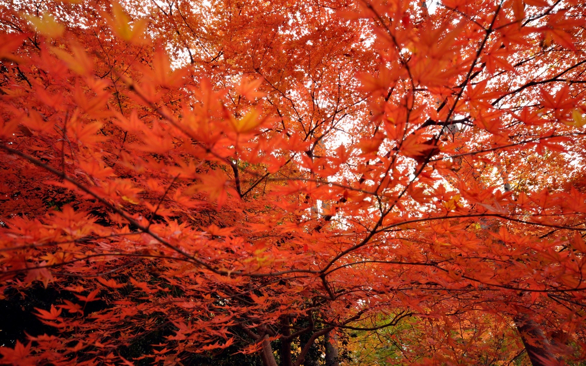 automne automne feuille érable arbre nature saison lumineux parc bois à l extérieur paysage couleur