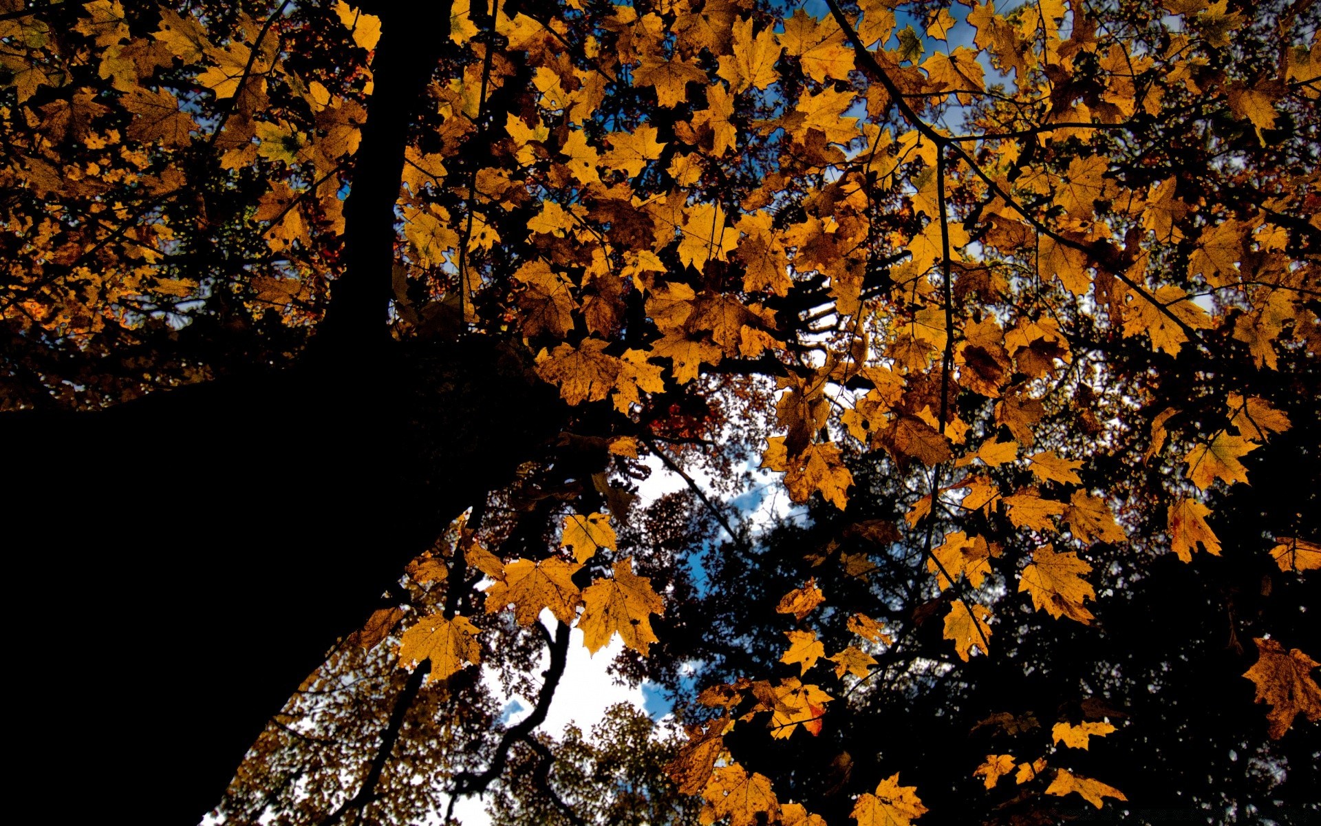 jesień jesień drzewo liściaste natura sezon na zewnątrz drewno pulpit klon flora krajobraz środowiskowy