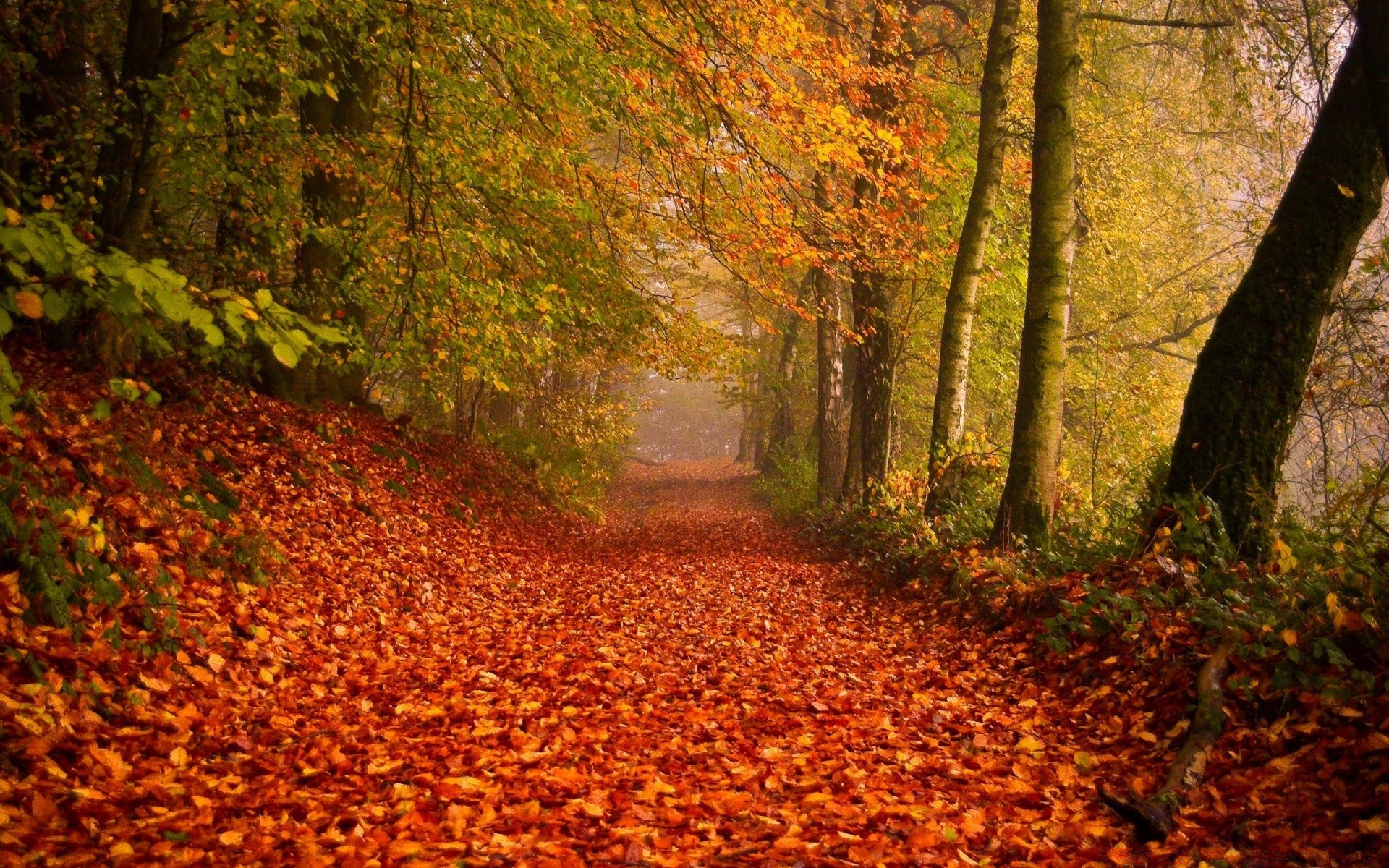 autumn fall leaf wood tree park landscape maple nature season outdoors environment scenic lush guidance daylight