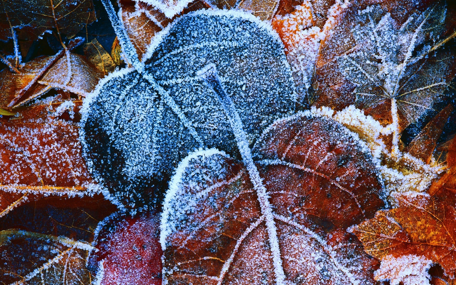 outono inverno natureza desktop padrão geada árvore textura temporada cor close-up natal decoração abstrato frio folha flora