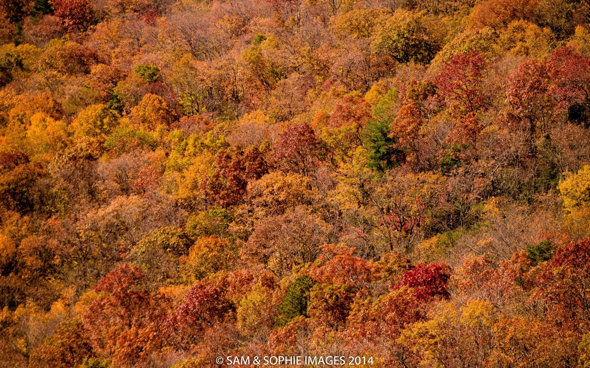 otoño otoño hoja paisaje árbol naturaleza madera escritorio parque arce al aire libre oro temporada color escénico amanecer