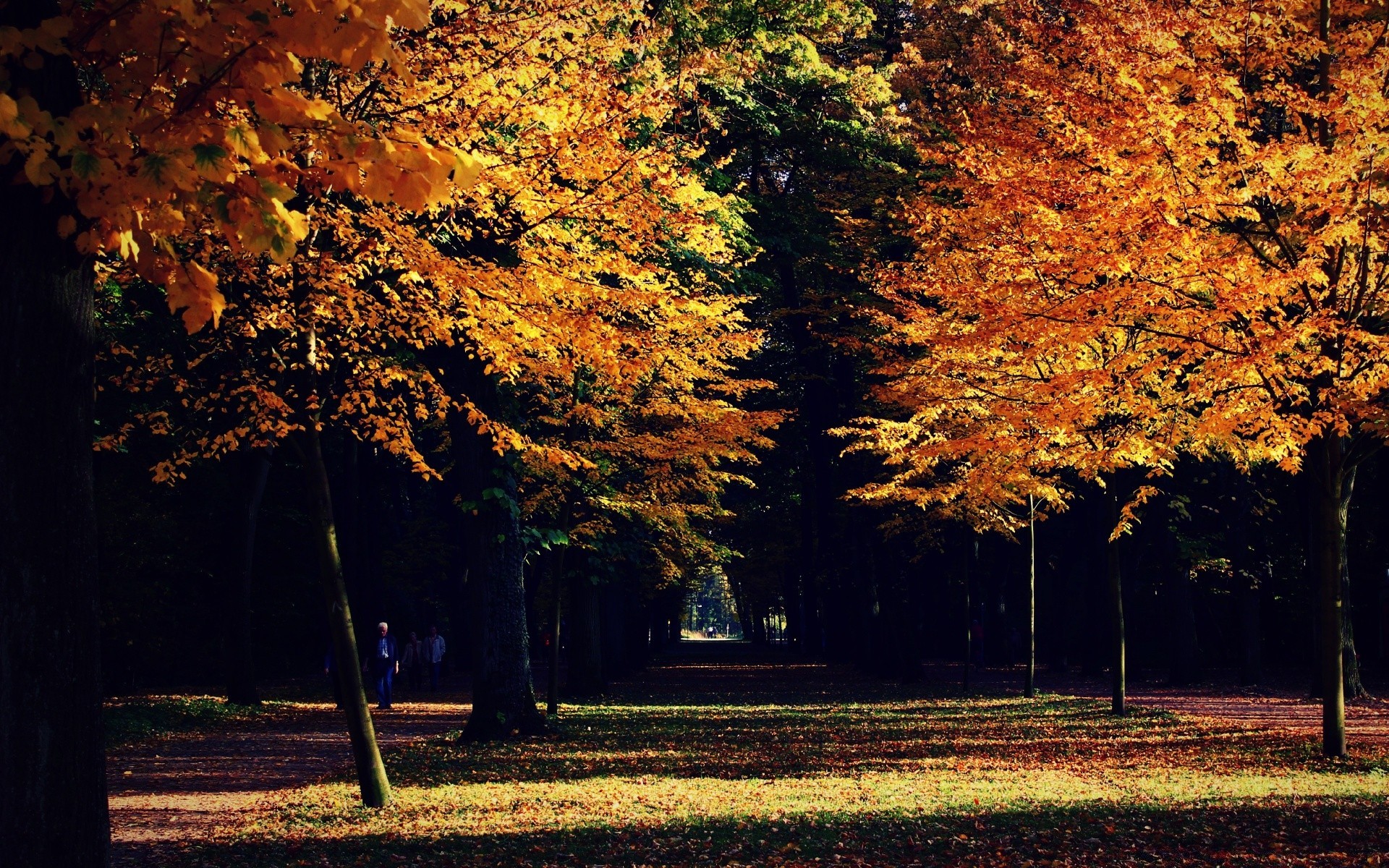 sonbahar sonbahar yaprak ağaç akçaağaç park manzara sezon ahşap doğa açık havada doğal şafak güzel hava altın parlak gün ışığı yemyeşil değişim