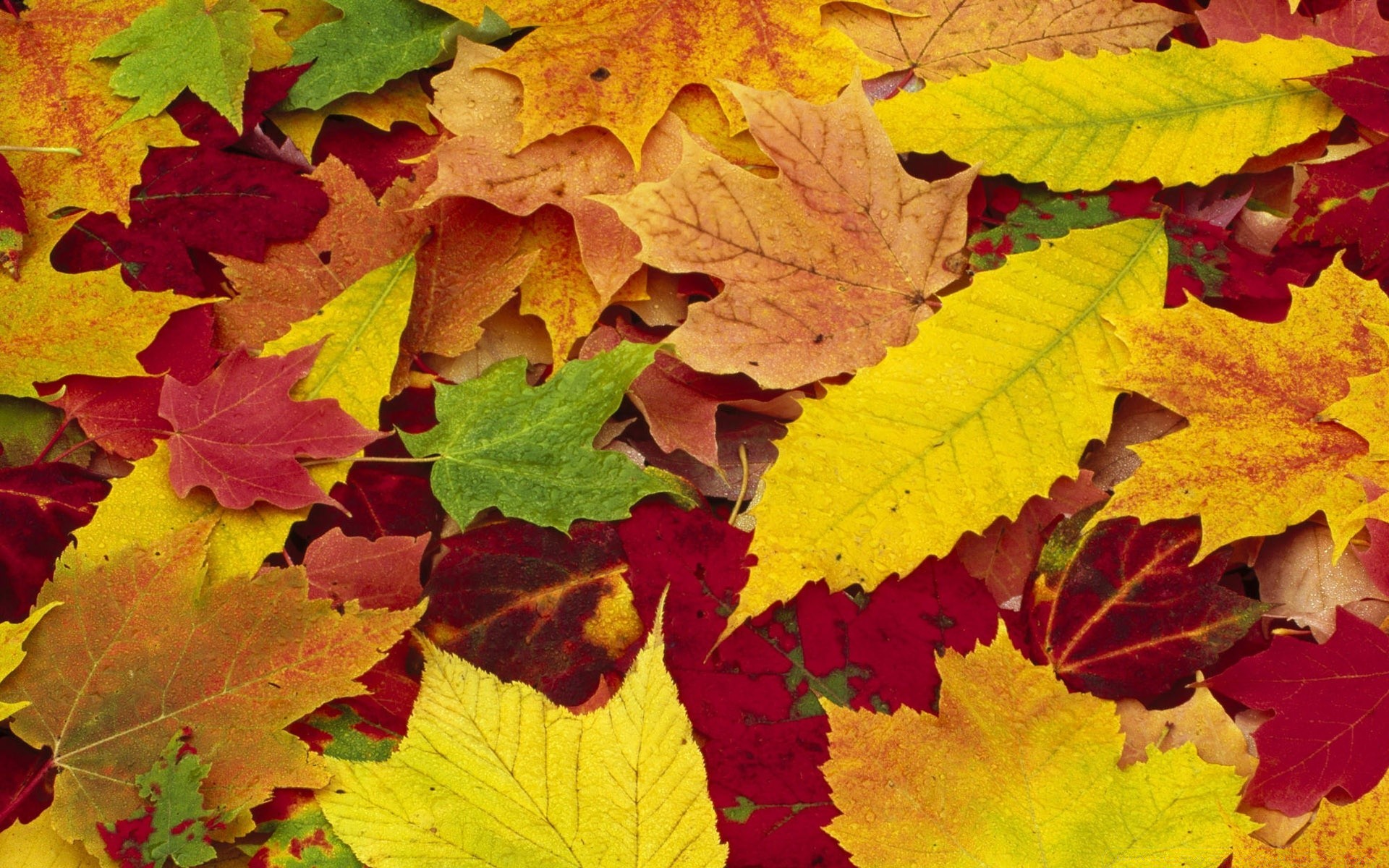 autumn leaf fall maple flora season nature bright color desktop vibrant change tree growth close-up lush