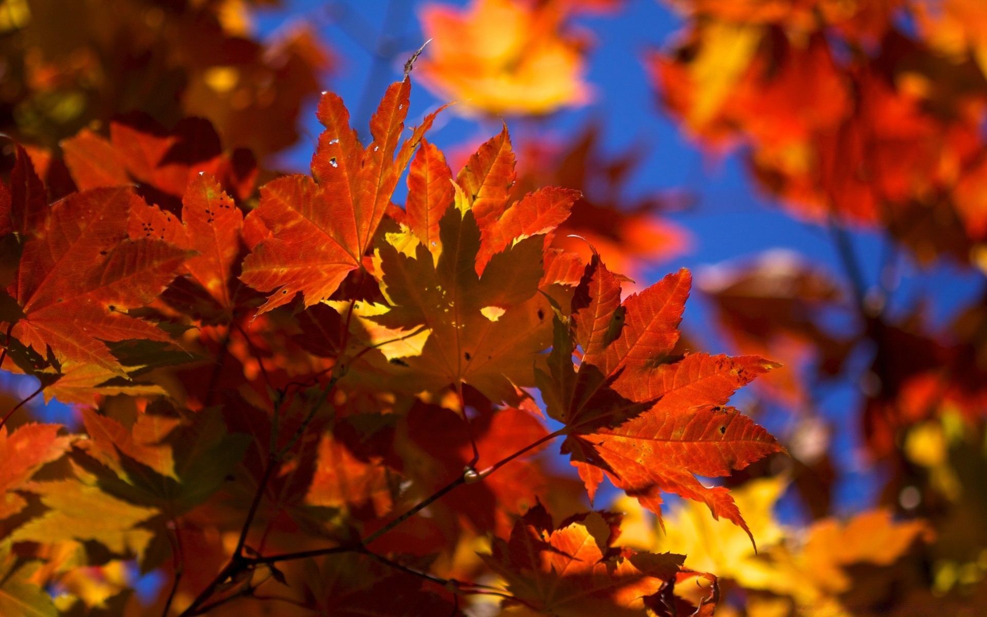 automne automne feuille érable lumineux à l extérieur nature changement luxuriante saison couleur beau temps bois or flore