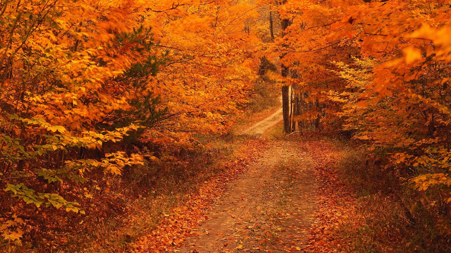 jesień jesień liść drzewo krajobraz drewno park natura maple outdoor scenic road sezon złoty środa światło dzienne świt kolor