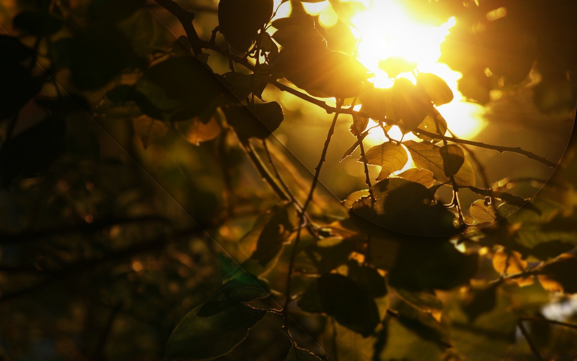 autumn blur fall sun sunset light gold tree leaf christmas color backlit dawn warmly focus winter nature fair weather mood branch bright