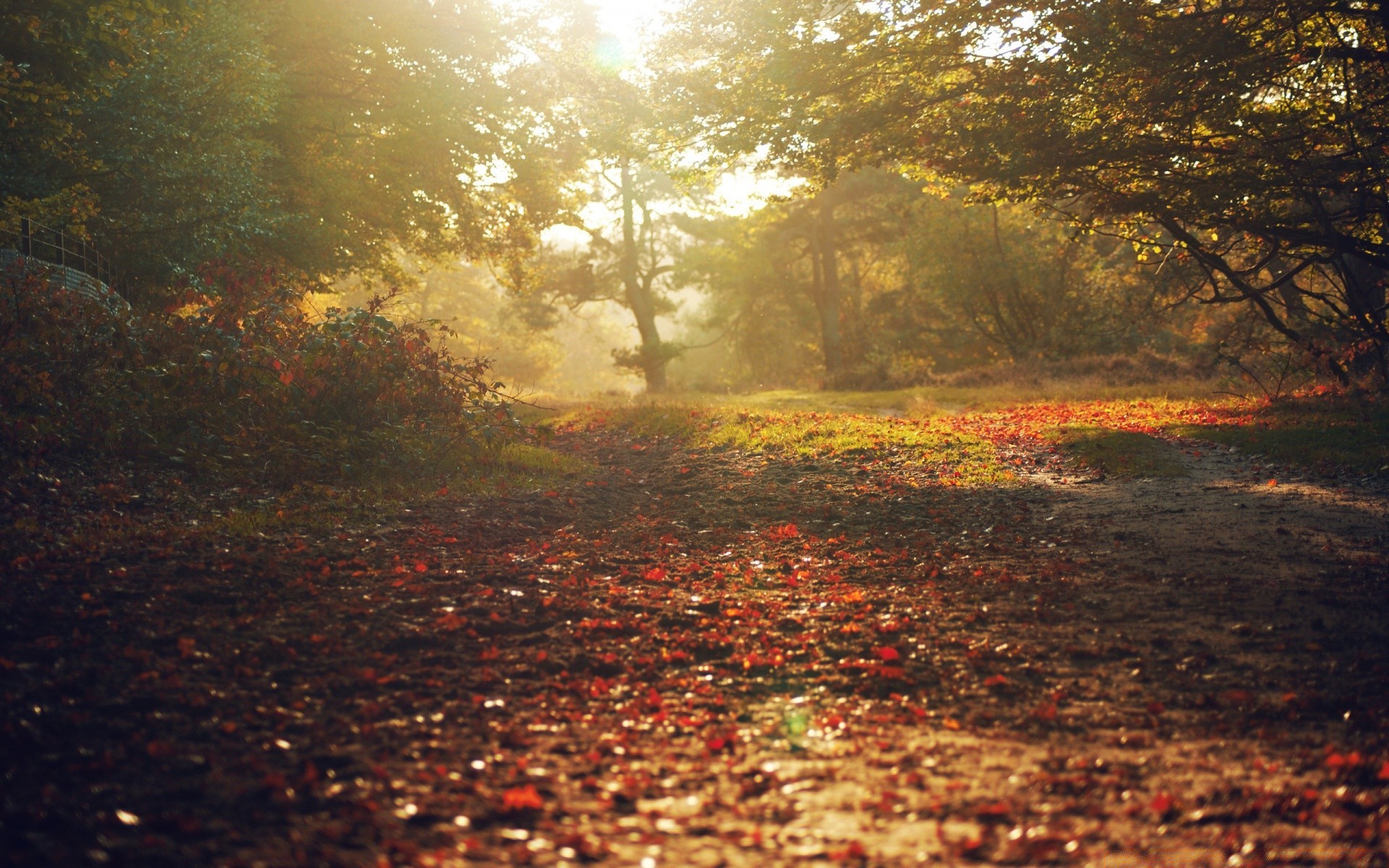 autumn fall landscape tree wood park leaf nature fog season light dawn environment scenic outdoors gold daylight weather mist desktop