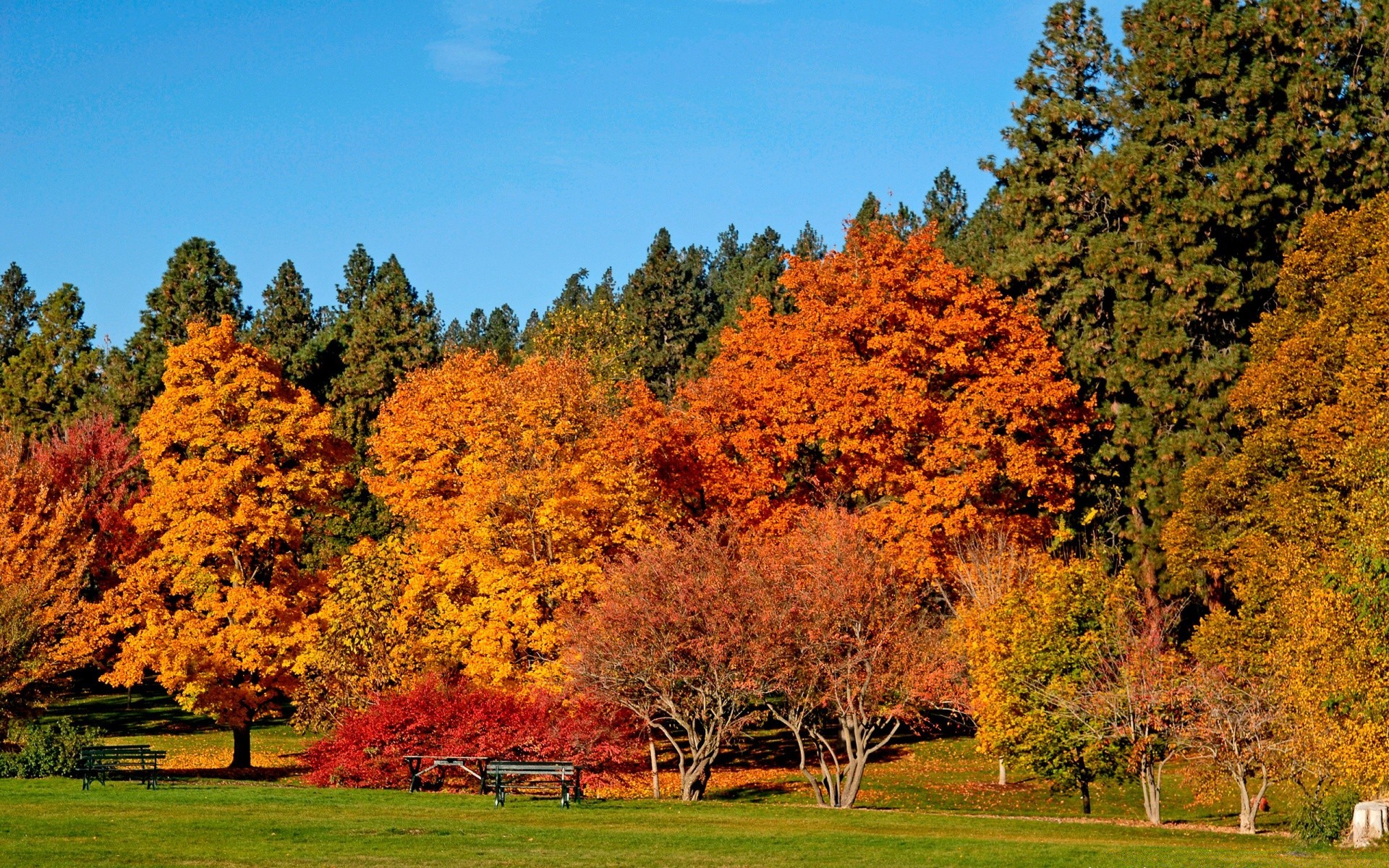 autumn fall tree leaf landscape wood nature season outdoors park scenic bright fair weather rural countryside scenery scene maple environment grass