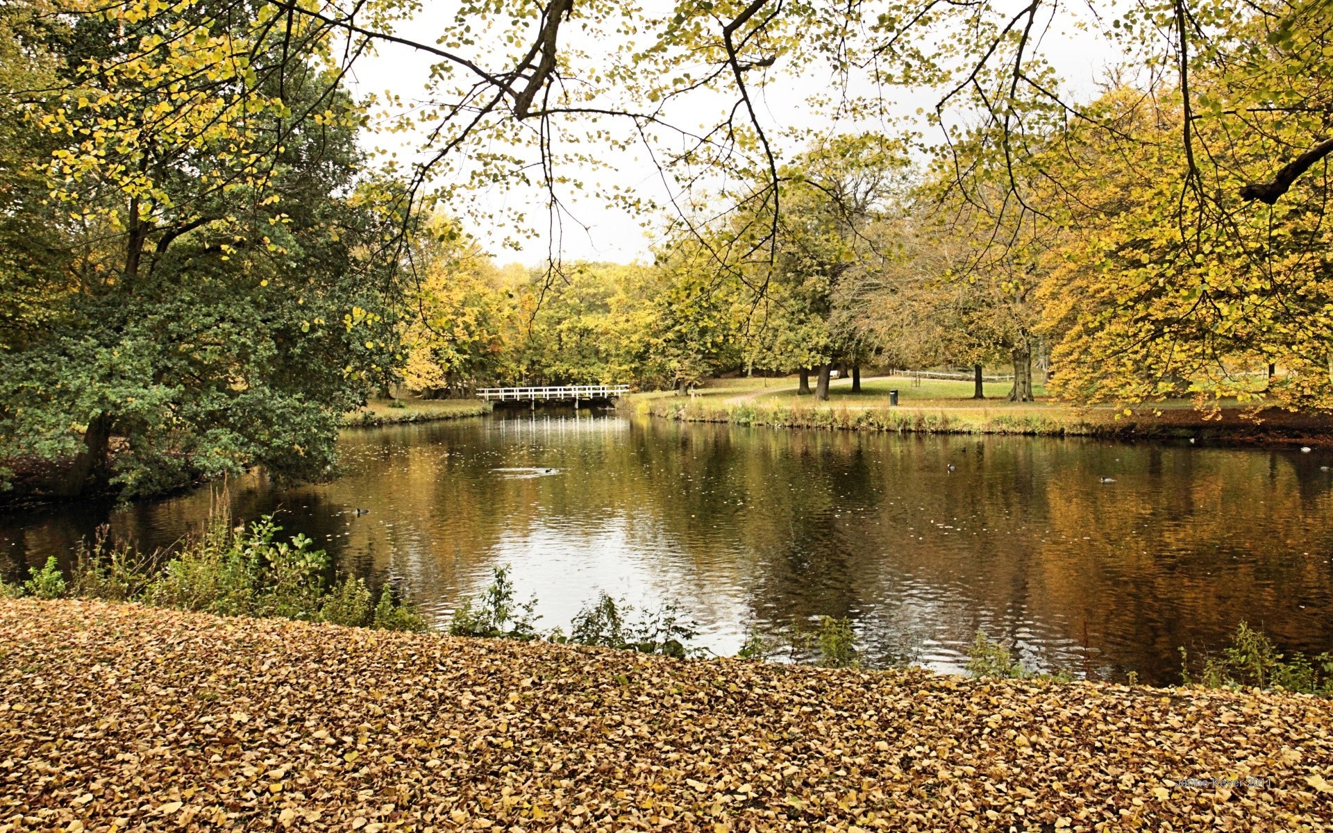 autumn fall tree nature leaf water park landscape outdoors wood river pool lake season reflection