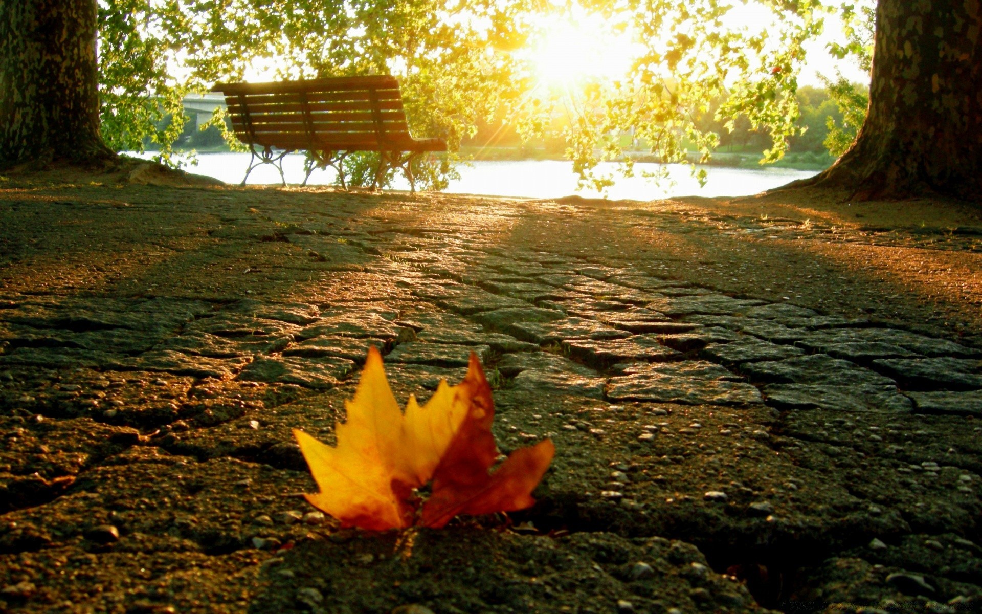 herbst herbst blatt natur holz holz im freien park wasser licht landschaft