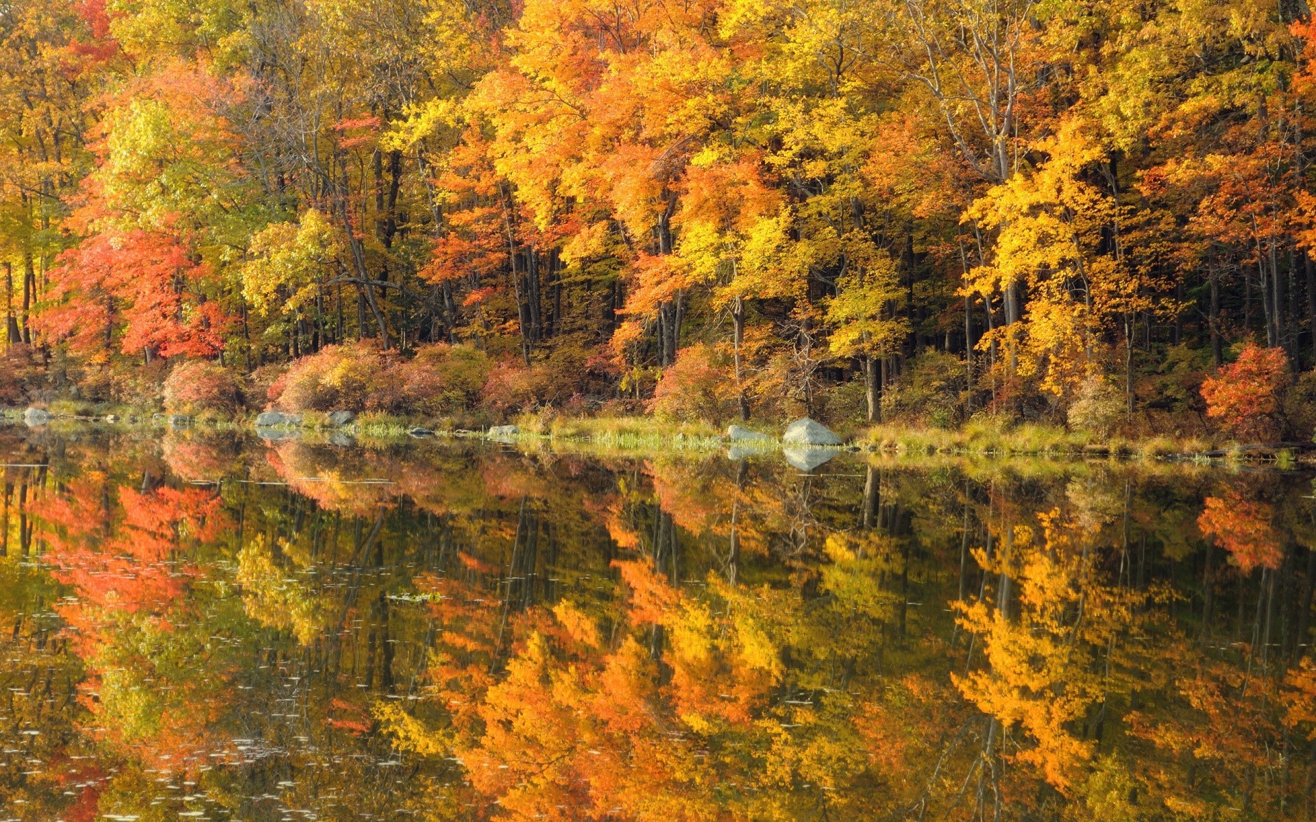 autumn fall leaf maple wood tree season nature landscape gold color park bright desktop scenery outdoors scenic scene