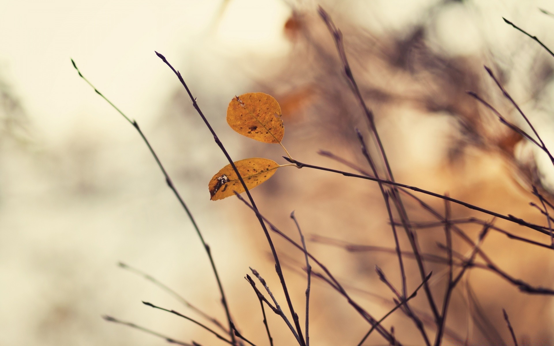 autumn nature insect outdoors close-up flora leaf dawn desktop tree color