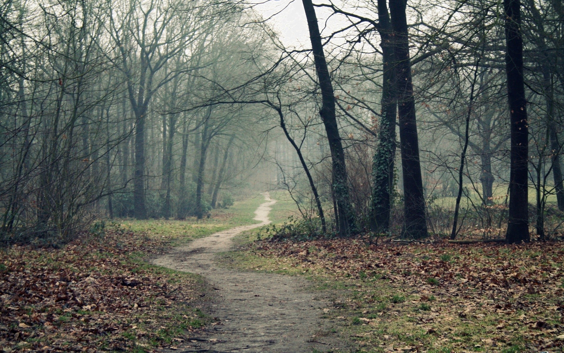 jesień drzewo krajobraz drewno droga środowisko natura jesień park mgła przewodnik liść świt mgła oddział sezon sceniczny światło pogodowe na zewnątrz