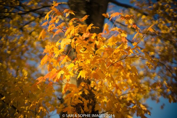 Bright yellow maple leaves