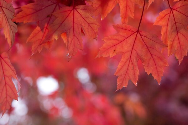 Bright maple autumn leaves