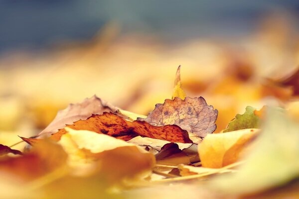 Colorful autumn leaves littered the whole earth