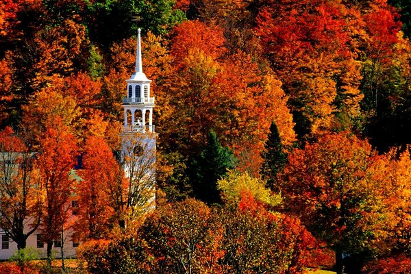 Autumn trees and a spire in the forest