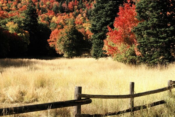 Herbst Natur, Bäume in hellen Herbstfarben, trockenes Herbstgras