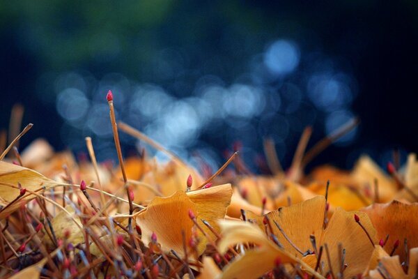 Chute de feuilles d automne sur le sol sur fond flou