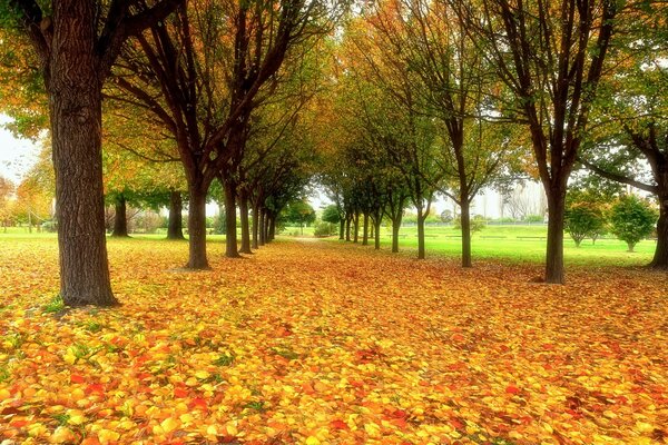 Die Straße ist mit Herbstlaub bedeckt