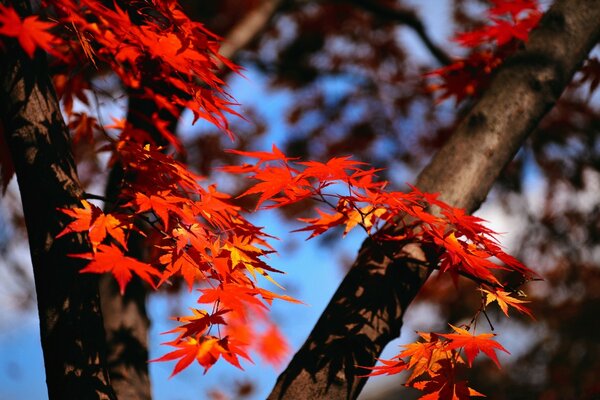 Maple leaves on a tree. Autumn