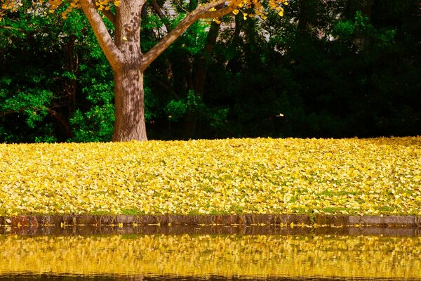 Hojas de otoño sembraron el campo