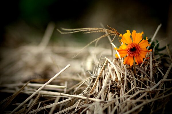 A flower in the dry grass of autumn