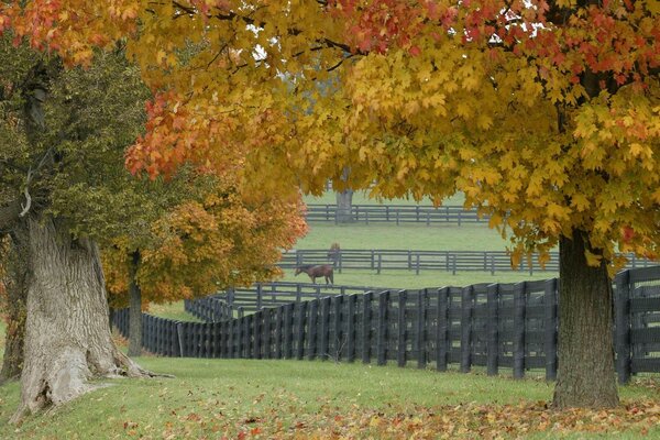 Autumn season on horse pastures