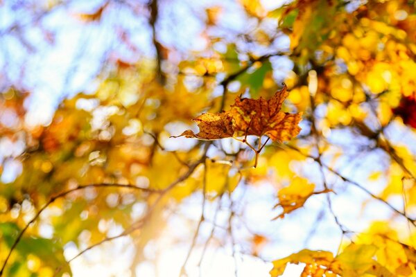 Yellow autumn tree leaves