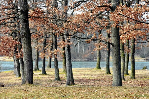 Autumn trees on the background of the river