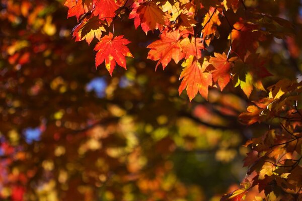 Helle Herbstblätter. Die Natur