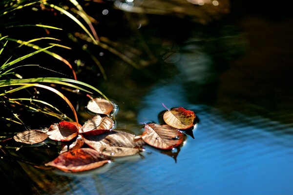 Hojas de otoño caídas en el lago