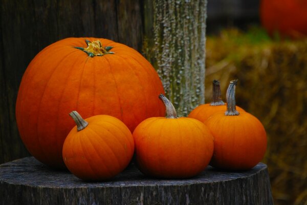 Cuatro calabazas para el día de Halloween